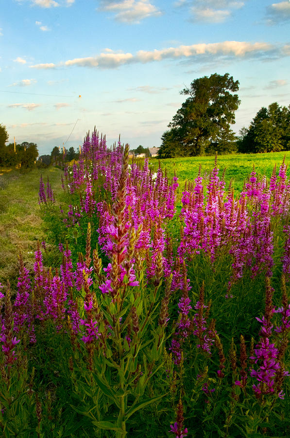 Wild flowers lining a field  Photograph by Randall Branham