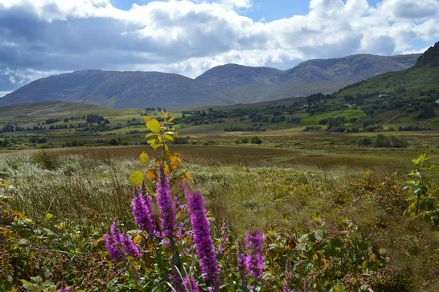 Wild Flowers of Connemara. Photograph by Terence Davis
