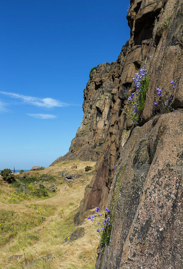 Wild Flowers On Cliff Face Photograph by Philip Norton