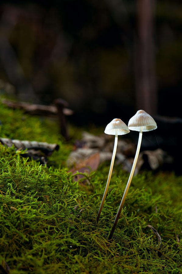 Wild forest mushrooms  Photograph by U Schade