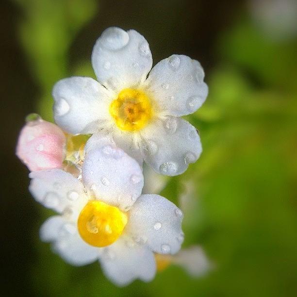 Wild Forget-me-not Flowers In The Photograph by Stone Grether