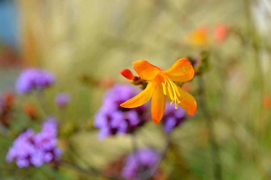 Flower Photograph - Wild Freesia by Lena Photo Art
