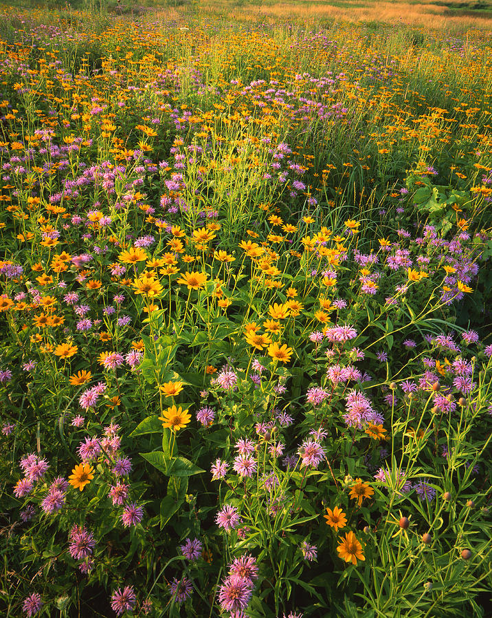 Wild Garden Photograph by Ray Mathis