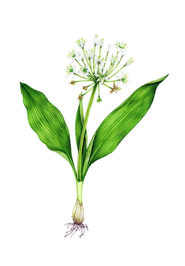 Wild Garlic (allium Ursinum) In Flower Photograph by Lizzie Harper/science Photo Library