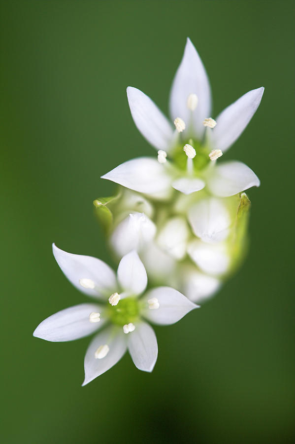 Spring Photograph - Wild Garlic (allium Ursinum) by Simon Booth/science Photo Library
