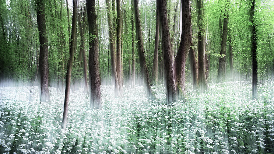 Tree Photograph - Wild Garlic by Burger Jochen