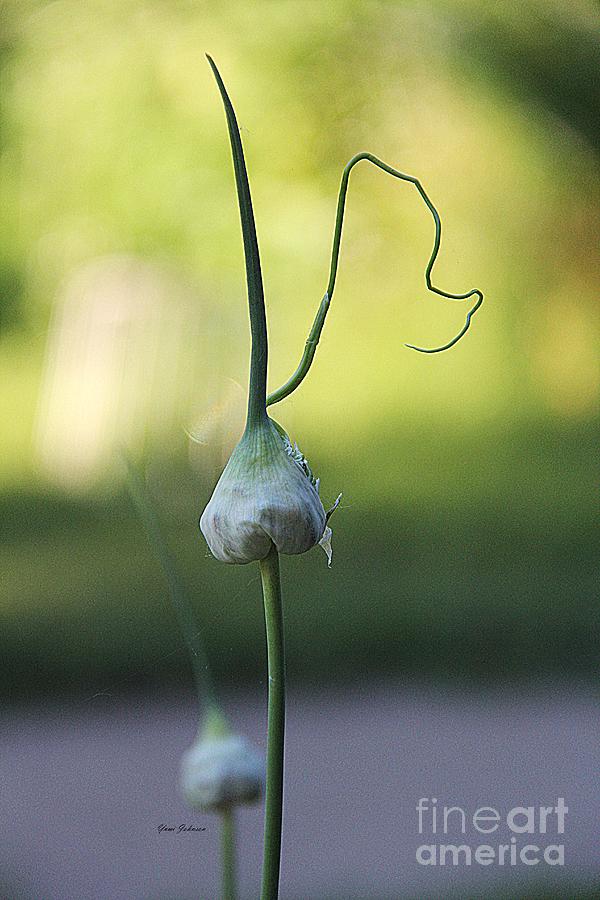 Wild Garlic  Photograph by Yumi Johnson