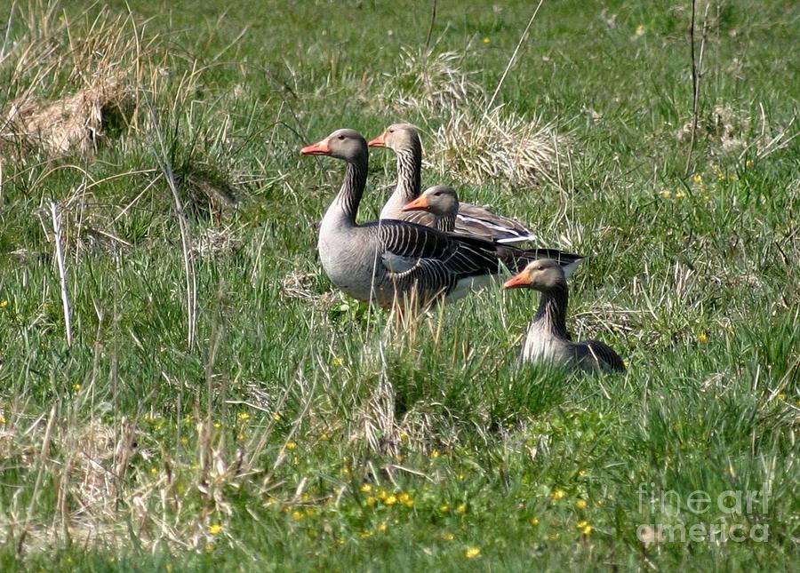 Wild geese Photograph by Susanne Baumann