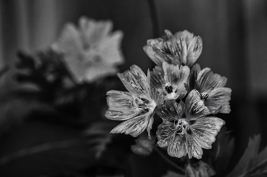 Nature Photograph - Wild Geraniums by Sue Capuano