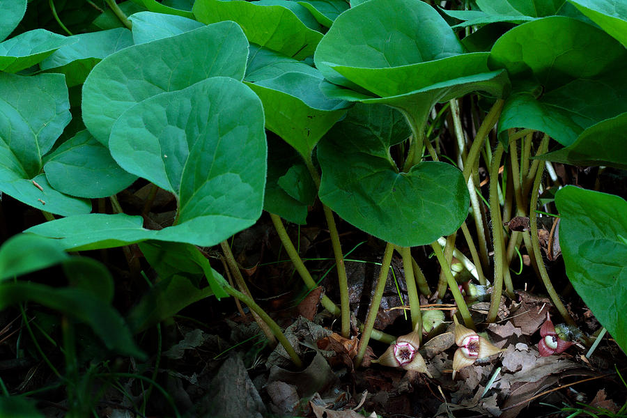 Wild Ginger or Asarum canadense Photograph by Daniel Reed