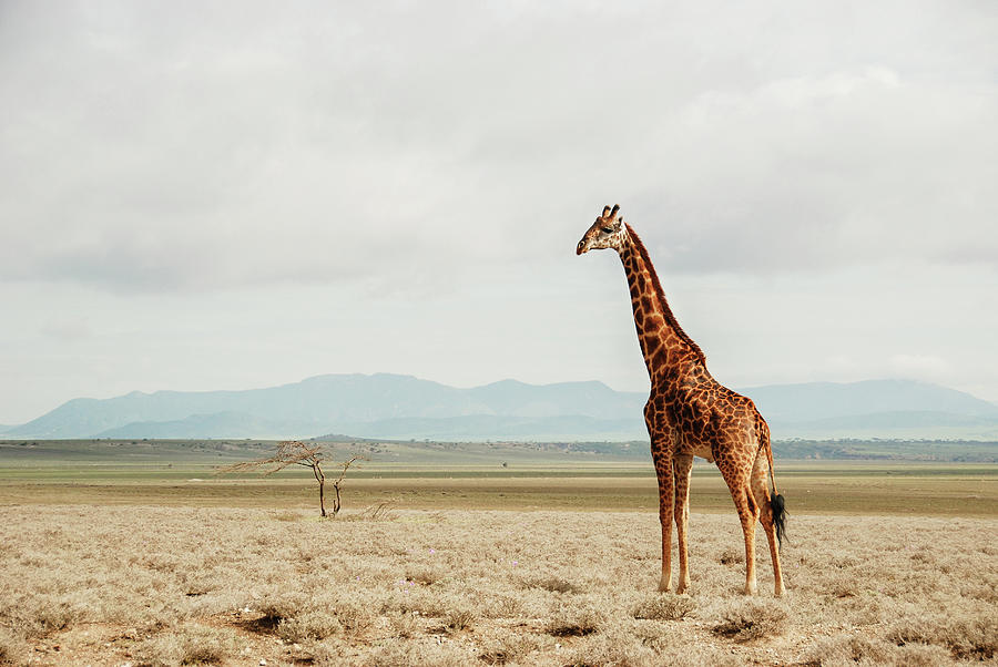 Wild Giraffe In The Unending Plains Of Photograph by Volanthevist