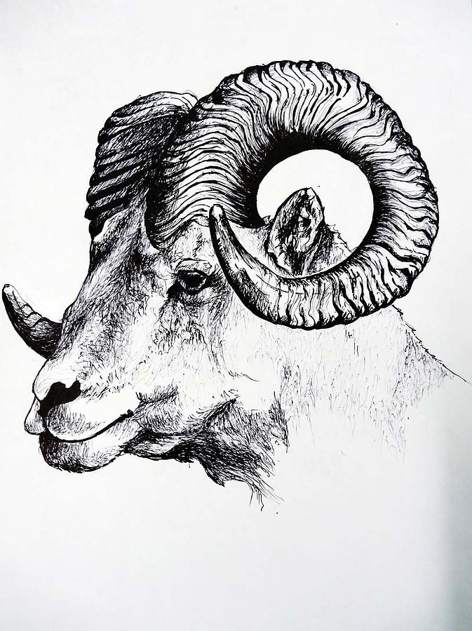 Wild Goat Drawing by Suman Sen - Fine Art America