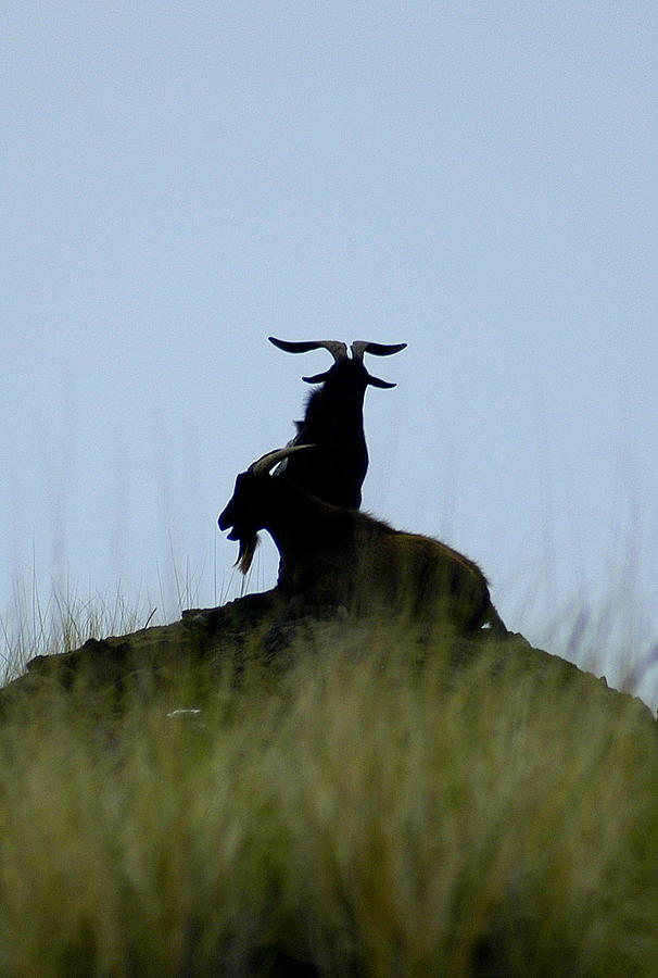 Wild Goats of Kona Photograph by Lori Seaman