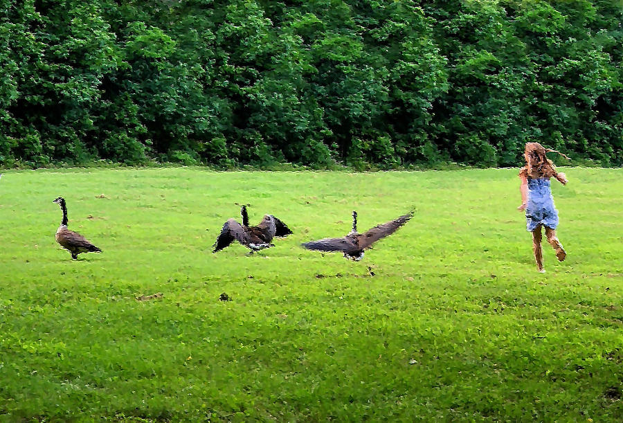 Wild Goose Chase Photograph by Kristin Elmquist