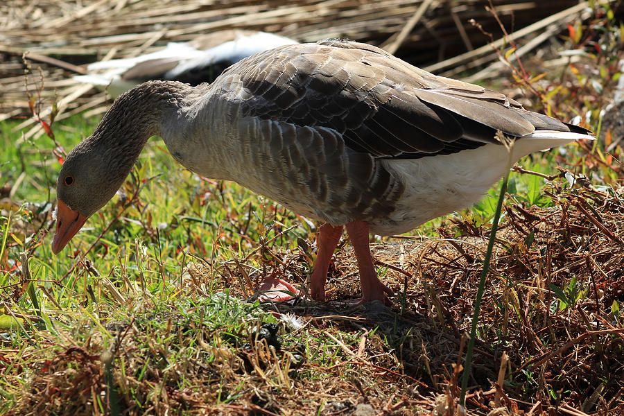 Wild Goose on Plants Photograph by Robert Hamm - Fine Art America