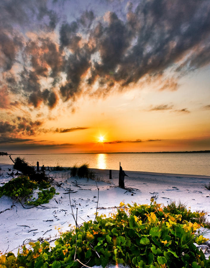 Wild Grape Sunset Orange Sun Beach White Sand Landscape Art Photograph by Eszra