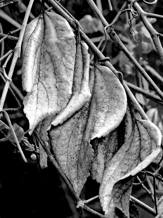 Wild Grapevine Leaves black Photograph by Pamela Patch