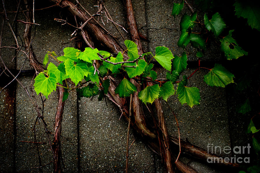 Wild Grape Vine Photograph by Michael Arend