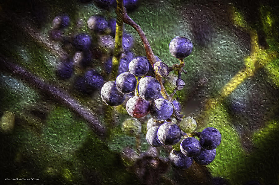 Wild Grapes In Oil Photograph