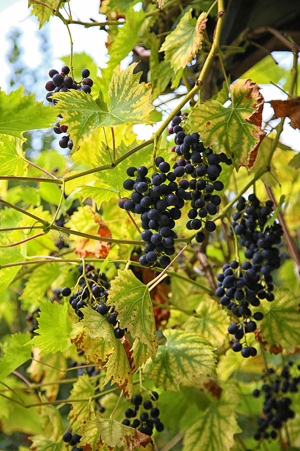Wild Grapes Photograph by Michael Hope