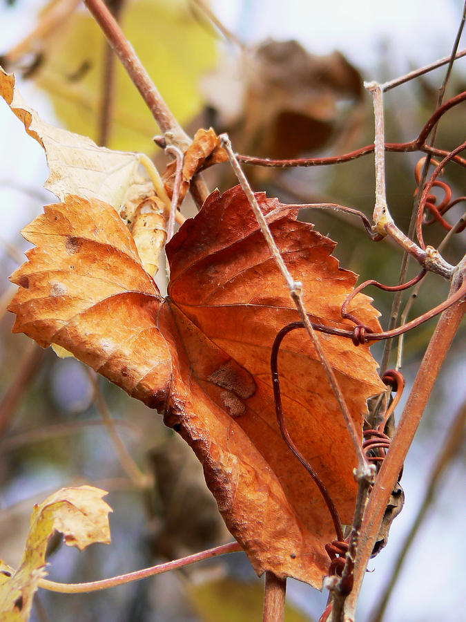 Wild Grapevine Leaf Photograph by Pamela Patch