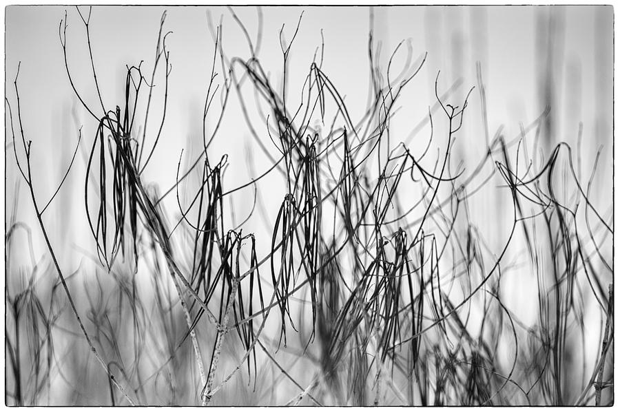 Wild Grass Closeup at Winter Photograph by Judith Barath