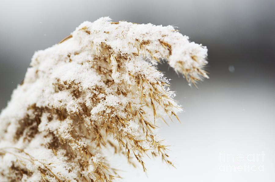 Wild Grass in Winter Photograph by JT Lewis