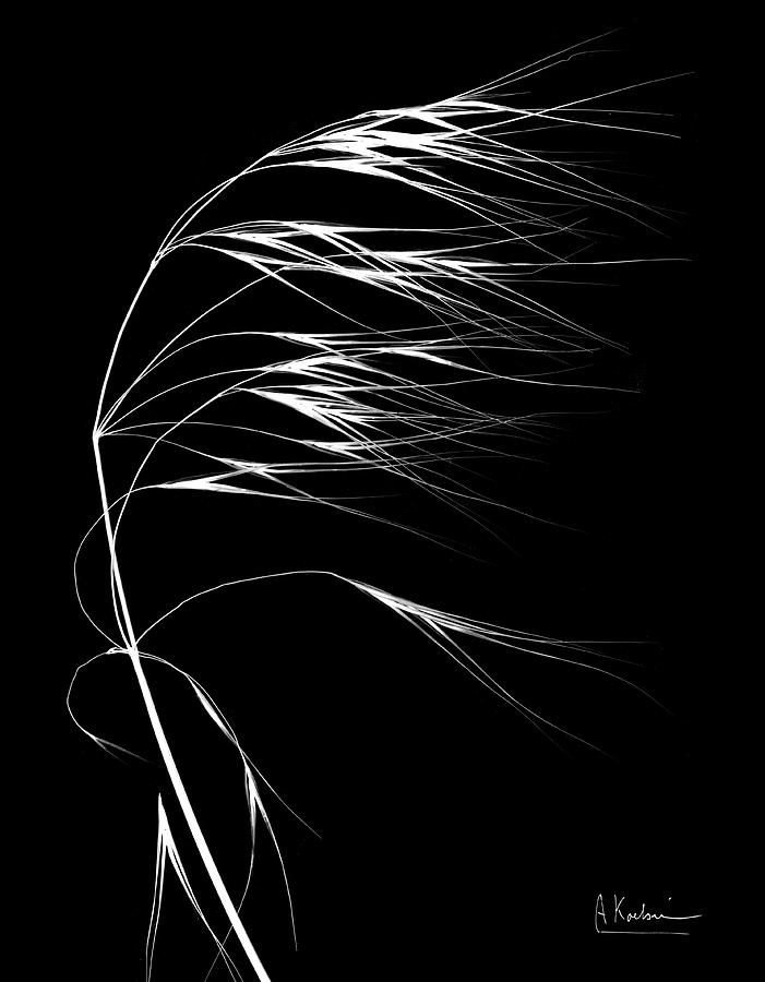 Wild Grass Seed Heads Photograph by Albert Koetsier X-ray/science Photo Library