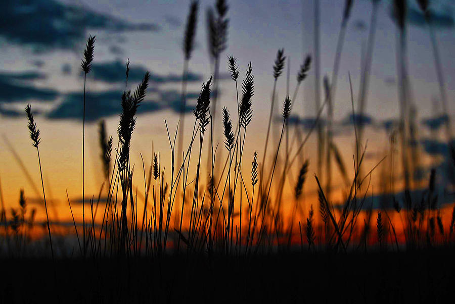 Wild Grass Sunset Photograph By Ashley Snodgress - Fine Art America