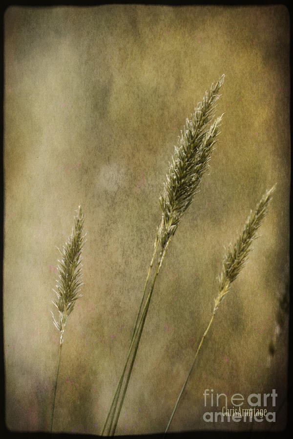 Wild grasses Photograph by Chris Armytage