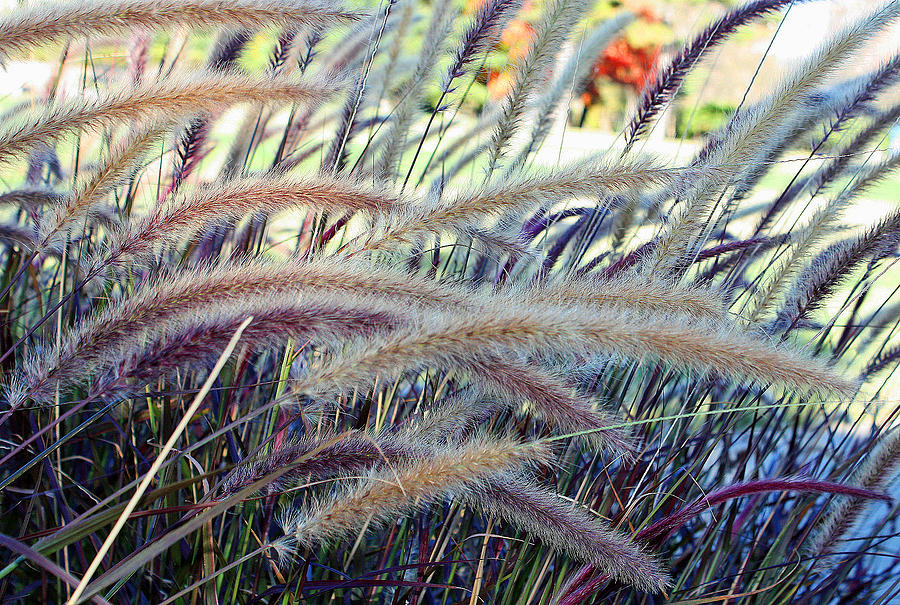 Wild Grasses in Autumn Photograph by Ellen Tully