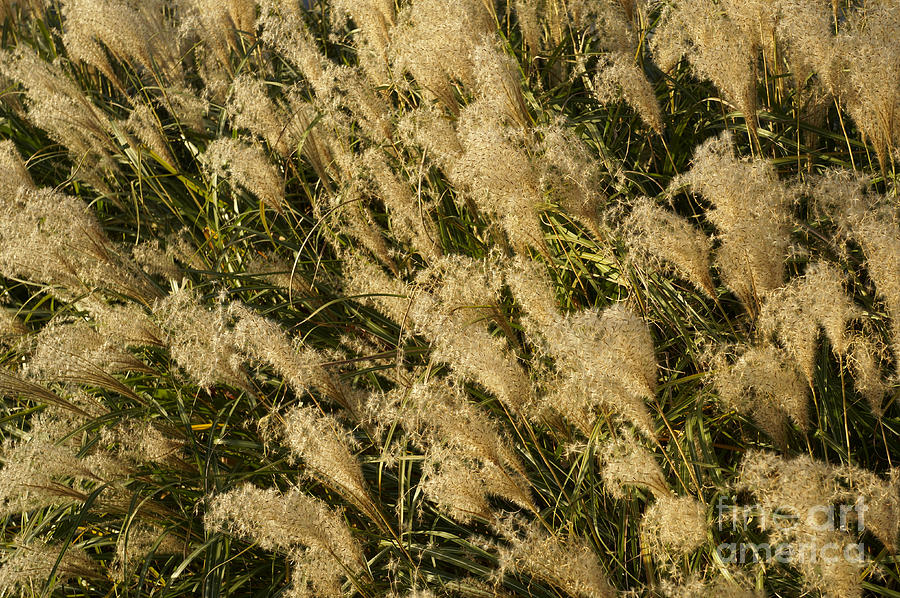 Wild Grasses Photograph by John  Mitchell