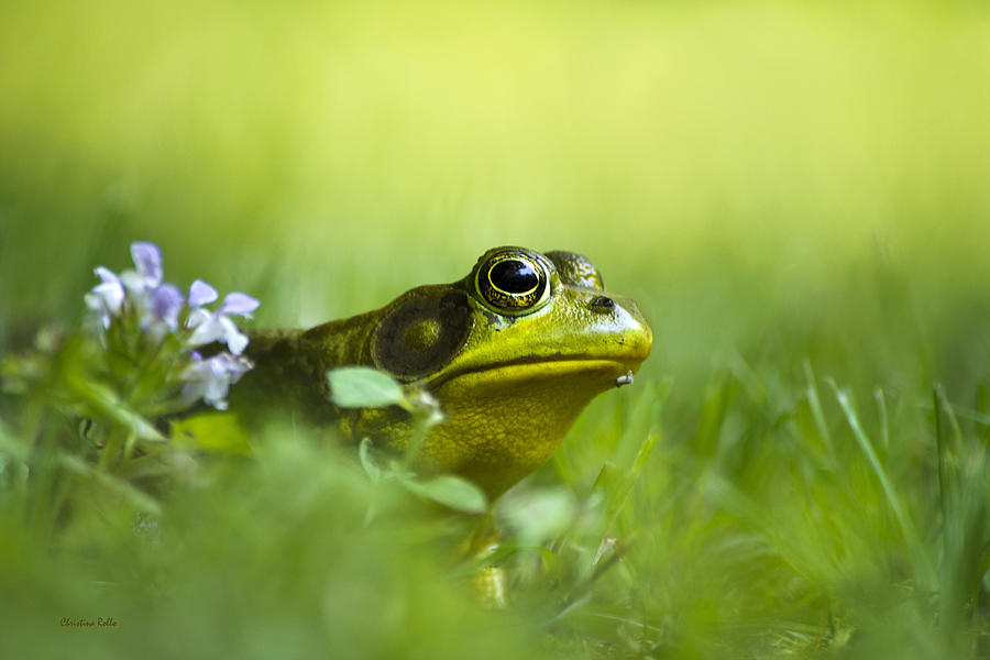 Up Movie Photograph - Wild Green Frog by Christina Rollo