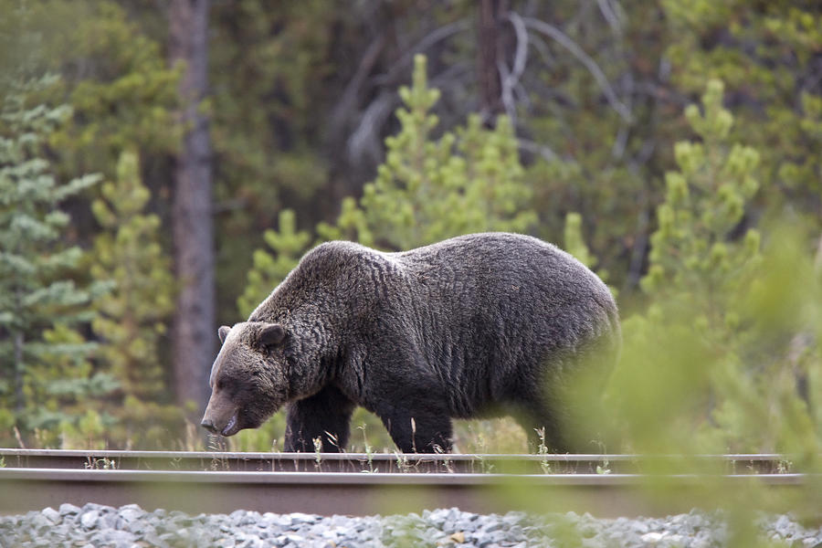 Wildlife Photograph - Wild Grizzly Bear by Mark Duffy