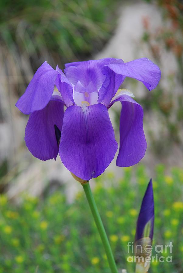 Wild growing iris Croatia Photograph by David Fowler