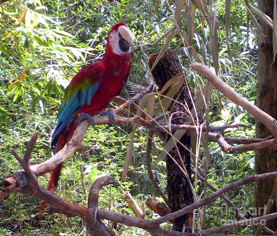 Wild Hawaiian Parrot  Photograph by Joseph Baril
