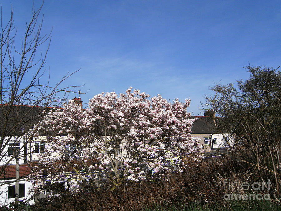Plaistow Photograph - Wild Hedge And Cherry Blossom - The GREENWAY Plaistow by Mudiama Kammoh Plaistow Photograph - Wild Hedge And Cherry Blossom - The GREENWAY Plaistow by Mudiama Kammoh