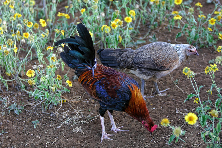 Wild Hen and Rooster Photograph by Linda Phelps