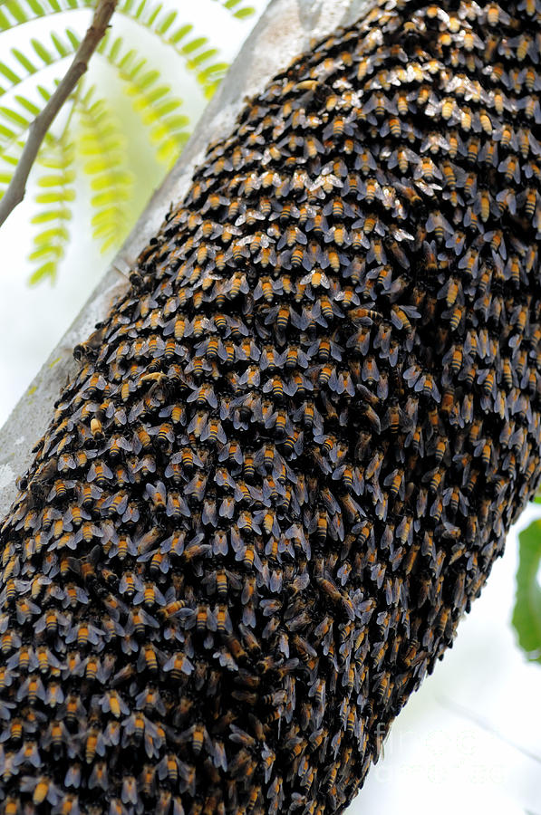 Wild Honey Bees Photograph by Fletcher and Baylis