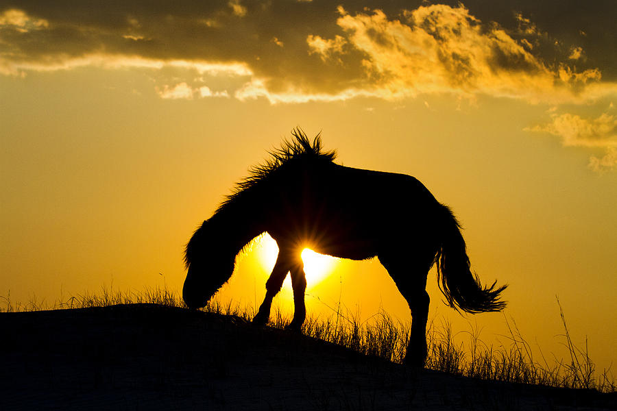 Wild Horse and Setting Sun Photograph by Bob Decker
