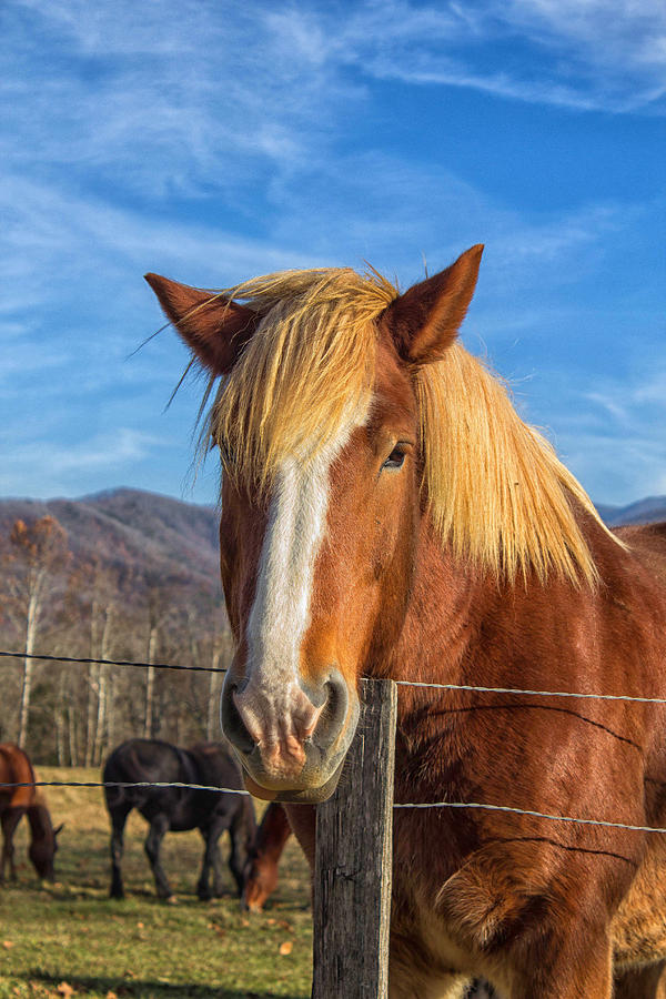 Wild Horse at Cades Cove in the Great Smoky Mountains National Park Photograph by Peter Ciro