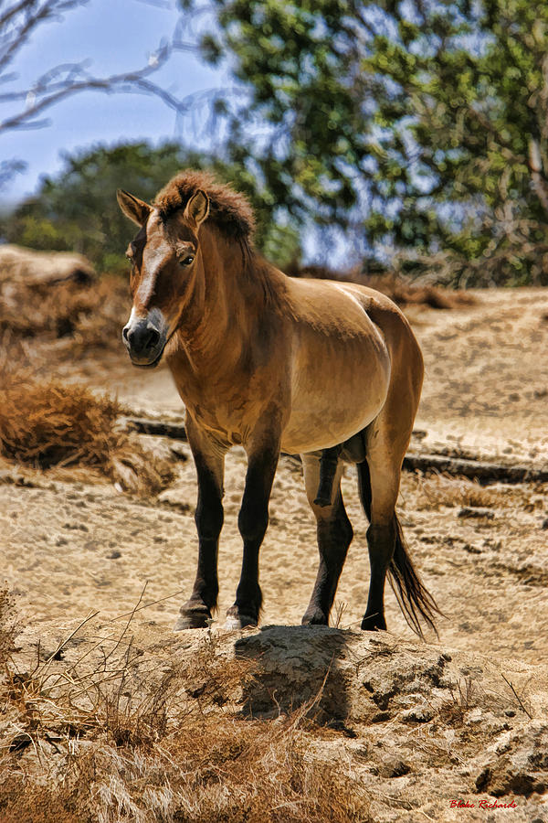Wild Horse Photograph by Blake Richards