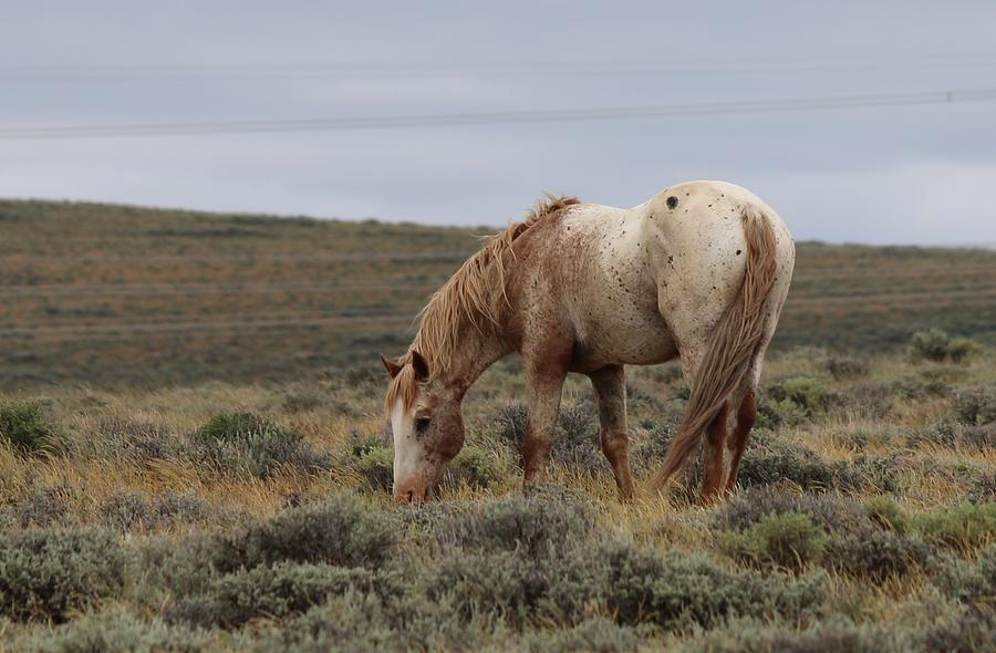Wild Horse Photograph by Christy Pooschke