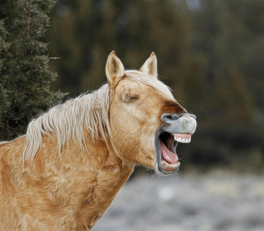 Wild Horse Chuckle Photograph by Steve McKinzie