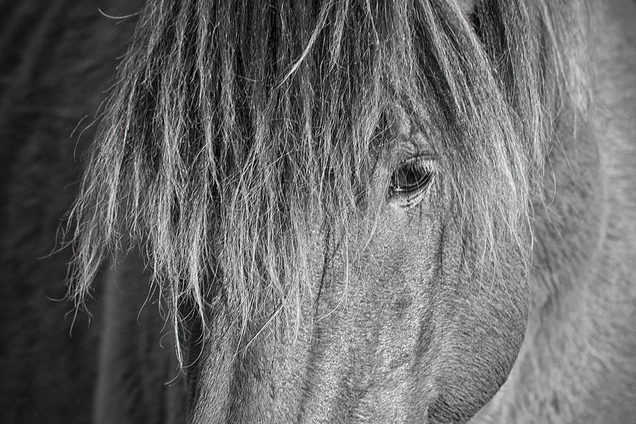 Wild Horse Close-up in Black and White Photograph by Bob Decker