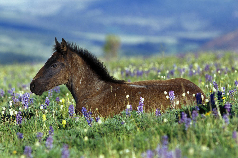 Wild Horse Colt Photograph by Thomas And Pat Leeson