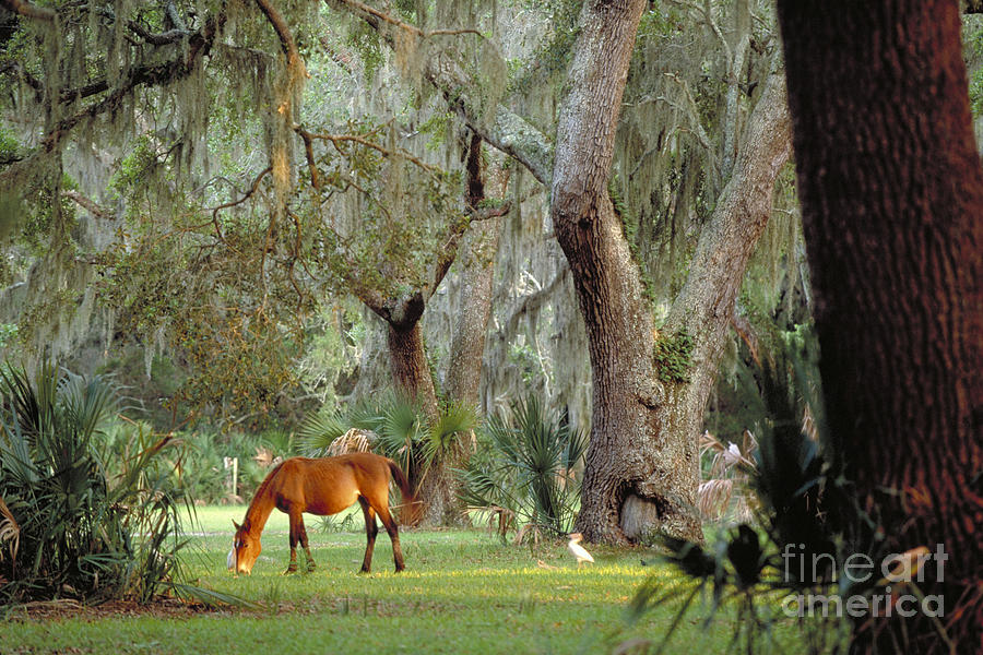 Wild Horse on Cumberland Island in Georgia Photograph by Art Wolfe