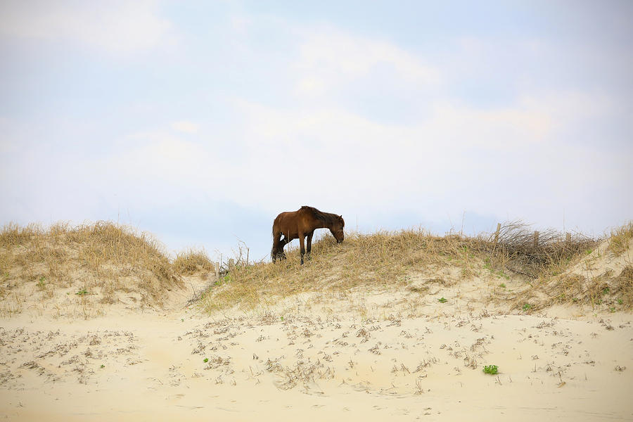 Wild Horse Photograph by Daniela Duncan