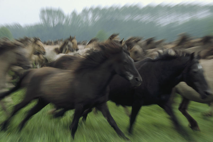 Wild Horse Equus Caballus Herd Photograph by Konrad Wothe