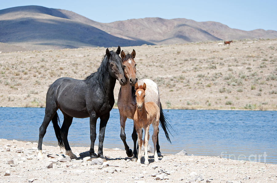 Wild Horse Family by Lula Adams Wild Horse Family by Lula Adams